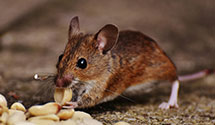 24 Hour & Emergency Exterminators in Homestead, FL